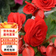 重瓣麗格海棠盆栽開花室內(nèi)陽(yáng)臺(tái)花卉玫瑰玻璃海棠 大紅麗格海棠 含加侖盆