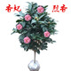 可之源四季山茶花精品香妃烈香茶花苗樹(shù)苗帶花苞耐寒庭院花卉盆栽 香妃3年苗 不含盆