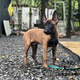 碧影馬犬幼崽純種馬犬幼犬寵物狗狗活體小狗活物護衛犬昆明犬爆紅馬犬 寵物級  普通款 弟弟