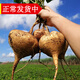 辰實(shí)【發(fā)貨中】涼薯新鮮 土瓜 農家白地瓜 蔬菜水果 地蘿卜 8斤【劃算】