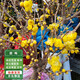 通沭臘梅樹(shù)苗臘梅冬季開(kāi)花濃香型花卉植物 臘梅2厘米粗1棵源頭直發(fā)