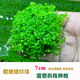 森淵（SENYUAN） 魚(yú)缸前景草水草活體趴地爬地矮珍珠挖耳牛毛氈迷你矮天湖葵 水下葉爬地矮珍珠1份