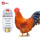 潭牛小公雞海南文昌雞凈重2斤 整雞 散養(yǎng)土雞肉生鮮冷凍 椰子雞