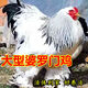 大型婆羅門(mén)雞苗巨型脫溫雞幼雞觀(guān)賞雞寵物雞七彩大公雞正宗半斤苗 4-6兩左右婆羅門(mén)4只【送2只】