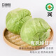 有機(jī)綠甘藍(lán)圓白菜新鮮蔬菜配送通過有機(jī)認(rèn)證大頭菜卷心菜蔬菜5斤 5斤