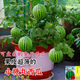 蜂蜜小西瓜種子無(wú)籽小糖丸西瓜子籽四季播種陽(yáng)臺庭院盆栽水果種子 【食用盆栽小西瓜籽25?！?肥+盆