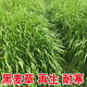 鑫意牧草種子進(jìn)口多年生黑麥草種子耐寒牧草種子四季草籽雞鴨鵝牛羊魚(yú) 多年生黑麥草種子1斤