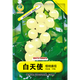 鳳鳴雅世白玉堂西白柿種子白番茄種籽盆栽小西紅柿種籽白天使小西紅柿種 白天使小番茄種子100粒