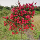 意軒庭院陽(yáng)臺花卉植物盆栽 紅千層 紅千層樹(shù)苗 垂枝瓶刷子 金寶樹(shù)綠植 四年苗