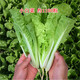 唯友蔬菜種子大全四季播種陽(yáng)臺盆栽農家小菜園香菜生菜菠菜小蔥易種 四季小白菜 約1100粒