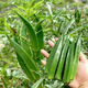 播種心情 家庭種植蔬菜種子孑籽大全四季播種陽(yáng)臺(tái)盆栽農(nóng)家庭院小菜園有機(jī) 黃秋葵種子2包