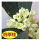 沁茗毓桂花樹(shù)苗室內室外四季開(kāi)花植物濃香型嫁接金桂丹桂沉香桂四季種植 四季桂 嫁接桂花-粗4厘米