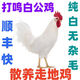 芊姹【當天發(fā)貨】正宗純白無(wú)雜毛大公雞活雞白毛大公雞藥引子專(zhuān)用 4斤重白公雞1只【打鳴響亮】