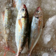 紅尾巴浪魚海捕海鮮新鮮速凍大巴浪魚 紅尾巴浪魚10斤 一條6兩-1斤多