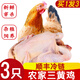 王氏正德雞 雞肉生鮮 三黃雞3只 農家散養土雞走地雞童子雞新鮮冷凍白條雞 三黃雞 700-750g *3只 帶料包