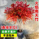 歐博 火焰南天竹樹苗叢生老樁盆景庭院綠化苗木花園耐寒觀葉植物 叢生(2-3叉頭) 原土發(fā)貨