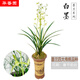 華香園蘭花 濃香墨蘭 白墨 冬帶花苞 辦公室內(nèi)盆栽盆景耐陰優(yōu)雅植物 白墨 1棵5苗 不帶花苞  裸根發(fā)貨