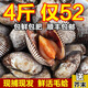 鮮活毛蛤蜊新鮮蛤蜊現(xiàn)捕現(xiàn)發(fā)毛蚶血蛤赤貝鮮活小海鮮貝類水產(chǎn) 4斤毛蛤蜊