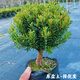 正宗小葉赤楠盆栽大棵老樁耐寒耐熱四季常青清香木胡椒木陽臺好養(yǎng) 中號棒棒糖赤楠含盆高35cm左右