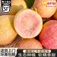 四叔公果蔬（順豐）牛奶白玉胭脂紅番石榴軟粉糯芭樂(lè )紅心新鮮水果奶油雞屎果 粉紅軟芭樂(lè ) 3斤