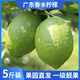 粵品【香水檸檬】廣東香水檸檬 無(wú)籽海南香水青檸檬奶茶店專(zhuān)用 廣東香水檸檬5斤