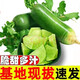 農(nóng)大姐妹水果蘿卜 正宗山東濰坊蘿卜 濰縣蘿卜 產(chǎn)地直發(fā)青蘿卜 脆甜微辣 5斤