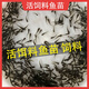 批發(fā)土鯪魚(yú)小魚(yú)苗活體飼料魚(yú)麥穗魚(yú)活魚(yú)喂鱖魚(yú)烏龜喂金龍桂花鱸魚(yú)龜糧淡水養(yǎng)殖 飼料魚(yú)活魚(yú)1-2厘米100條送10%防損
