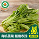 小湯山 有機(jī)菠菜 約250g 有機(jī)蔬菜基地種植當(dāng)天采摘