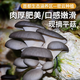 密農人家 農家種植平菇 新鮮蘑菇 食用菌菇 新鮮現摘蘑菇 新鮮蔬菜300g