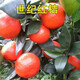 CHUANGSHIJI新品種世紀紅桔苗 柑桔紅橘果苗 地載盆栽果樹(shù)苗 世紀紅桔樹(shù)苗 3年苗 50cm(含)-60cm(不含)
