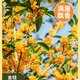 瑰瑋桂花樹(shù)苗四季桂盆栽桂花苗丹桂花卉植物易活陽(yáng)臺耐寒庭院園藝好養 （金桂）粗2.5厘米左右當年開(kāi)花 不含盆