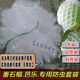 西芝 水果專(zhuān)用網(wǎng)套番石榴網(wǎng)袋套芭樂(lè )芒果套袋防蟲(chóng)防塵袋一體泡沫套袋 厚款/500 白色