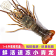 壹家盛生鮮小青龍蝦冰鮮冷凍小青龍仔 海鮮大蝦大龍蝦年貨送禮海鮮禮盒 【0.9-1.1斤】共1只