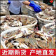 【活動(dòng)價(jià)】新鮮大梭子蟹大海蟹螃蟹鮮活冷凍海鮮水產(chǎn) 2斤梭子蟹【每只5-7兩】