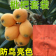 枇杷套袋專用袋米易五星枇杷果防鳥袋琵琶雙層防曬防霜凍水果袋 單層黑 18*21（100個(gè)）套1-2個(gè)