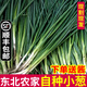 辰實(shí)【發(fā)順豐】東北小蔥新鮮菜 蘸醬蔥小香蔥現(xiàn)割農(nóng)家蔬 蔥蘸醬 4斤 【順豐現(xiàn)發(fā)】送醬