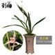 劉閣蘭花劉閣蘭花苗 墨蘭花王錦 冬帶花苞出售室內(nèi)陽(yáng)臺(tái)盆栽好養(yǎng)花卉栽綠植 4苗連體裸根當(dāng)年開(kāi)花