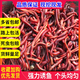 蚯蚓活餌當日送大號魚食盒裝紅蚯蚓餌料春季鯽魚鯉魚釣魚魚餌野釣 4盒蚯蚓