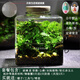 生態(tài)瓶觀(guān)賞魚(yú)缸辣椒蟹苔蘚植物微景觀(guān)桌面魚(yú)蝦蟹水陸缸微型景觀(guān) 方舟花園（9*9厘米）（非成品發(fā)貨）