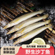 當天海捕沙丁魚(yú)新鮮海魚(yú)速凍沙尖魚(yú)鮮魚(yú)刺少生鮮無(wú)冰衣寶寶輔食 1000克