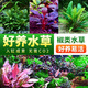 瘋狂水草水榕水草植物凈化水質(zhì)的草魚(yú)缸造景水草活體水溶沉木陰性增氧水草 瓦里斯榕