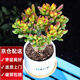兩腿跑【送貨上門(mén)】教師節多肉植物帶盆桌面盆栽組合綠植花卉幼兒園盆栽 招財貓(nice白盆栽好帶托)