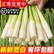 辰實(shí)【順豐】新鮮茭白 鮮嫩帶殼茭白筍子 時(shí)令農(nóng)家高筍 5斤 （劃算）