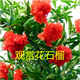 四季觀(guān)賞盆栽重瓣花石榴樹(shù)苗 牡丹花石榴 翠葉月季石榴花苗 牡丹花石榴1年小苗 不含盆