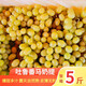 新疆吐魯番無(wú)核白葡萄馬奶提子新鮮水果當(dāng)季水晶無(wú)籽提子禮盒 馬奶白提 5斤 精選