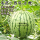 正宗吊瓜小麒麟西瓜種子種籽8424四季高產(chǎn)早熟禮品綠皮紅肉超甜 小吊西瓜10粒 試種