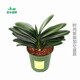 君子蘭盆栽精品寬葉圓頭和尚彩蘭苗五年大苗當年開(kāi)花卉綠植 圓頭10到12片葉+綠色時(shí)尚加侖盆 含盆