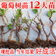 素顏巨峰葡萄苖陽光玫瑰藍(lán)寶石葡萄樹苗無籽南方北方種植盆栽庭院爬藤 5年果樹苗【品種備注】結(jié)果多