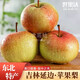 世果達(dá)正宗吉林延邊州蘋果梨霜后延吉龍井東北特產(chǎn)新鮮水果順豐大白梨 5斤大果【單果250g+】普快