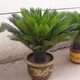 鼎曳鐵樹(shù)盆栽植物大型蘇鐵室外樹(shù)苗四季常青耐寒庭院門口公母一對(duì) 球莖19-21cm粗 不含盆